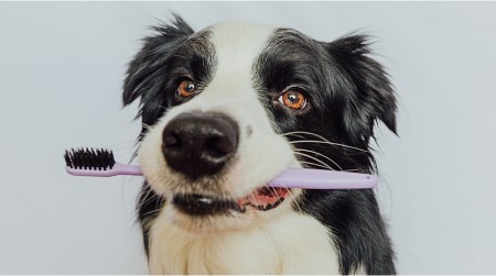 Cuidado dental para tu perro